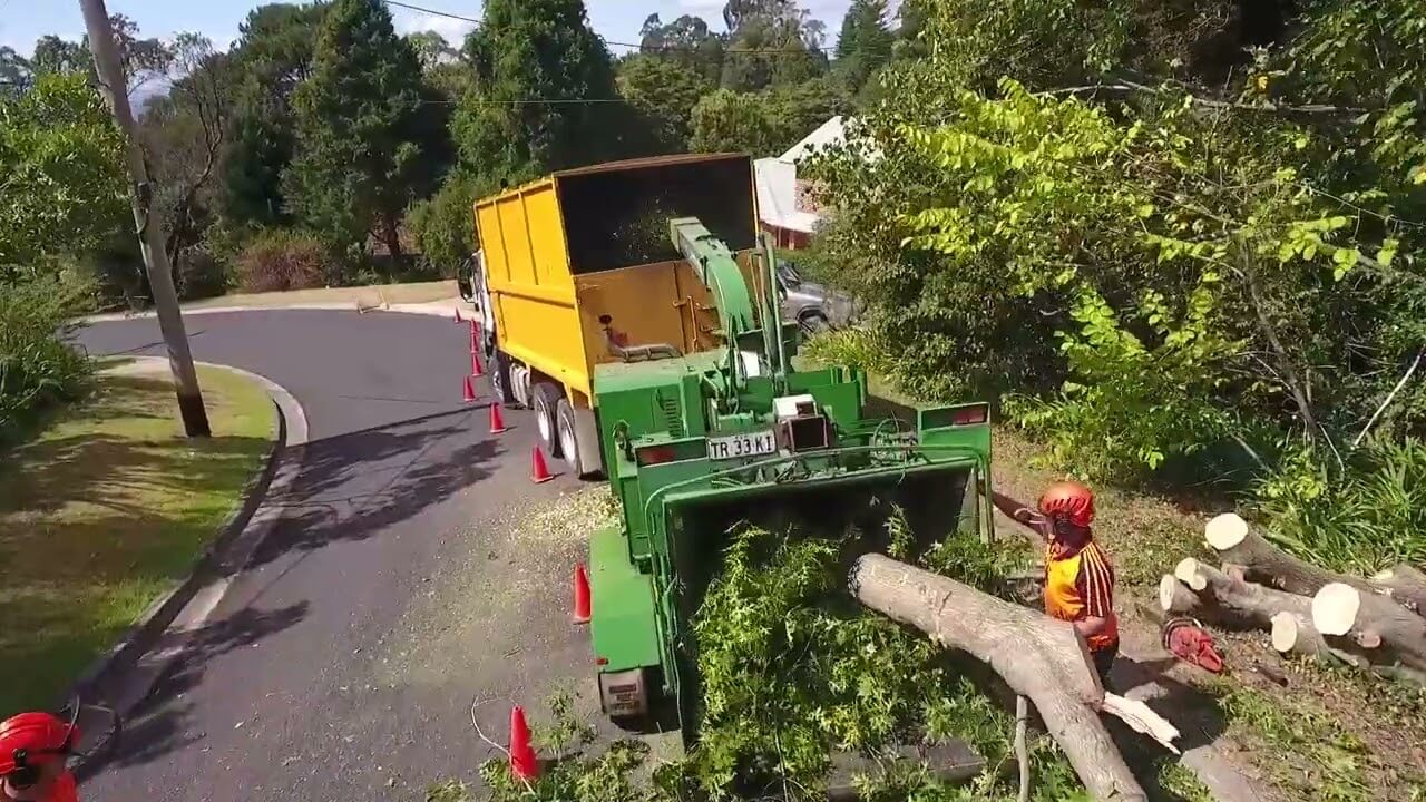 Hills District Tree Removal