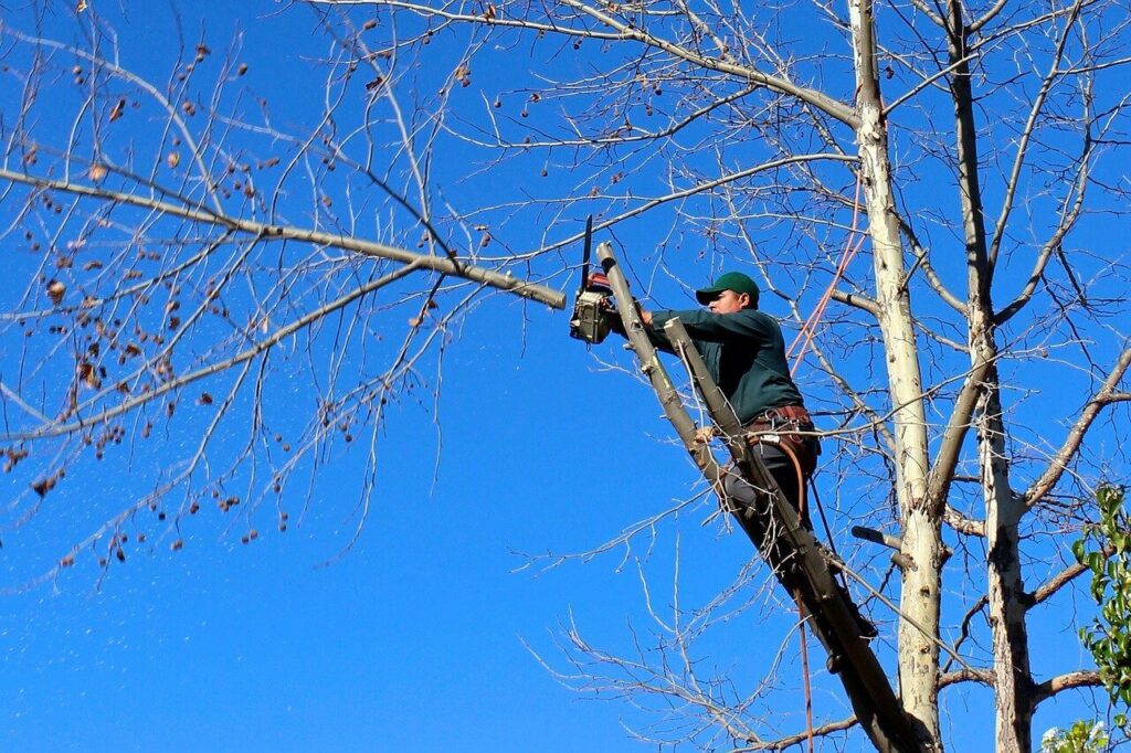 Right Arborist for Tree Removal