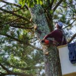 Choosing the Right Arborist for Tree Removal in the Hills District