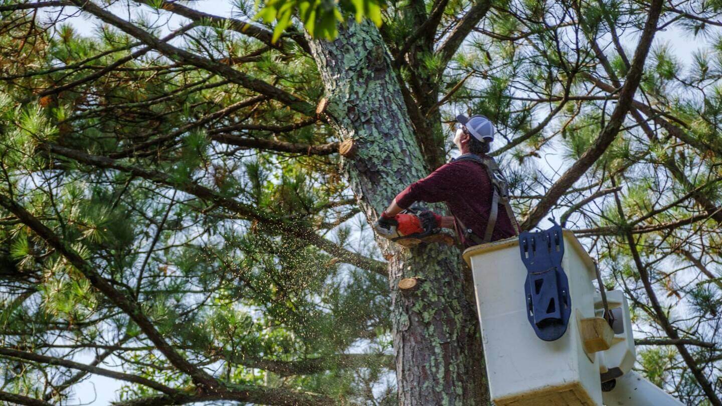 Right Arborist for Tree Removal