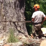 Understanding Tree Pruning Costs and Pricing