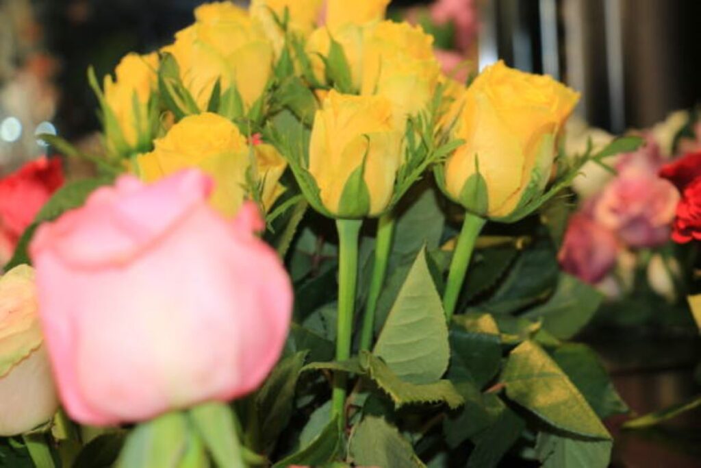 Milsons Point florist