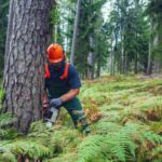 Tree Removal Sydney: Can You Remove a Tree Close to a Boundary Fence?