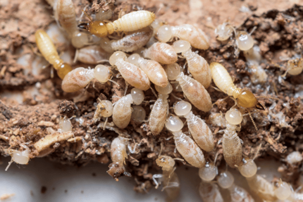 termite control services